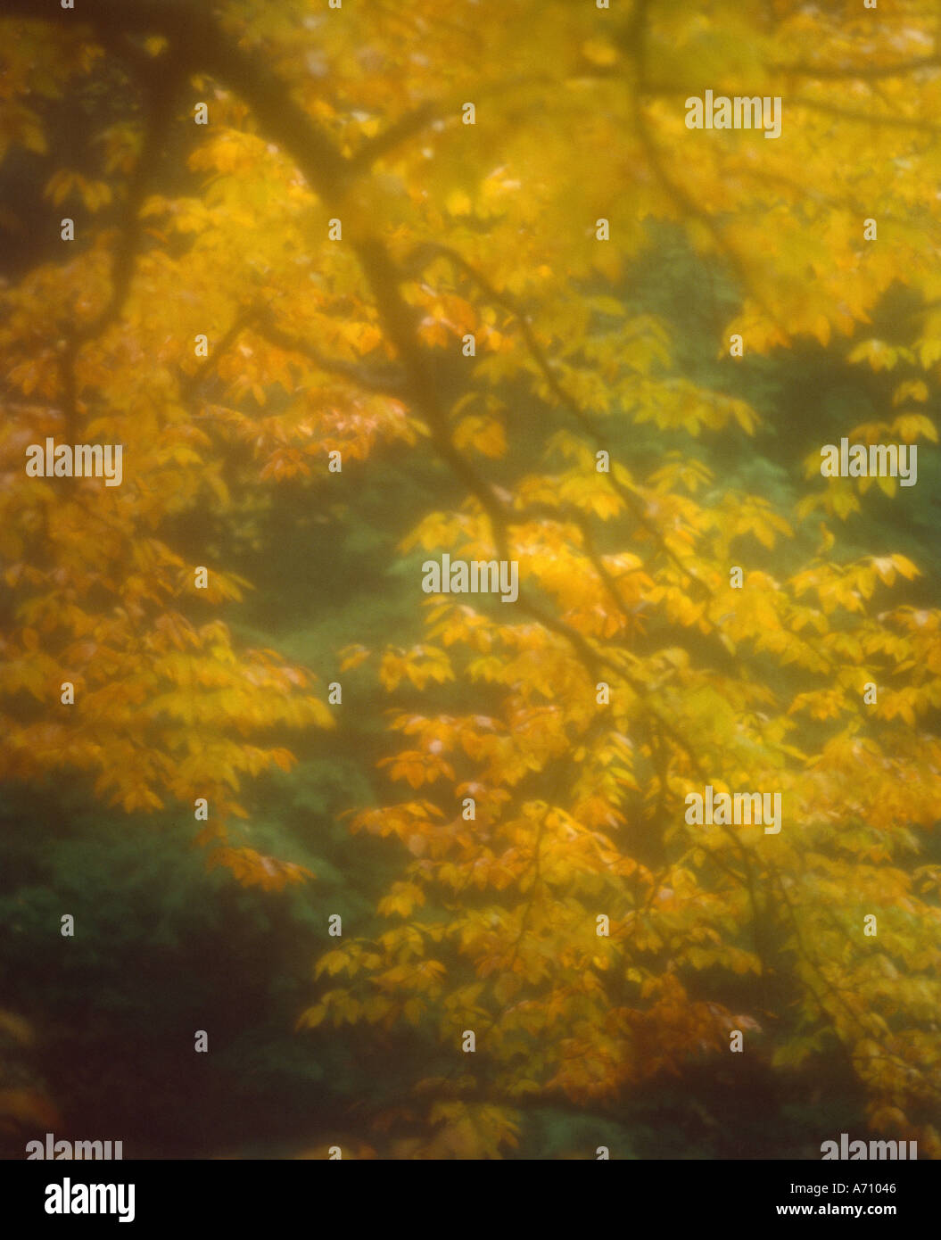 Autumn leaves with a diffusion filter, Vermont Stock Photo
