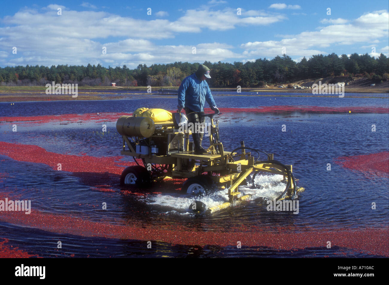 Cranberry harvest machine massachusetts hires stock photography and