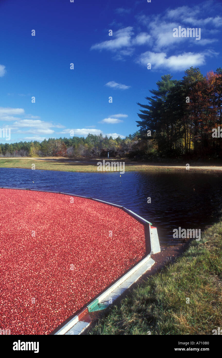 Cranberry carver ma hires stock photography and images Alamy