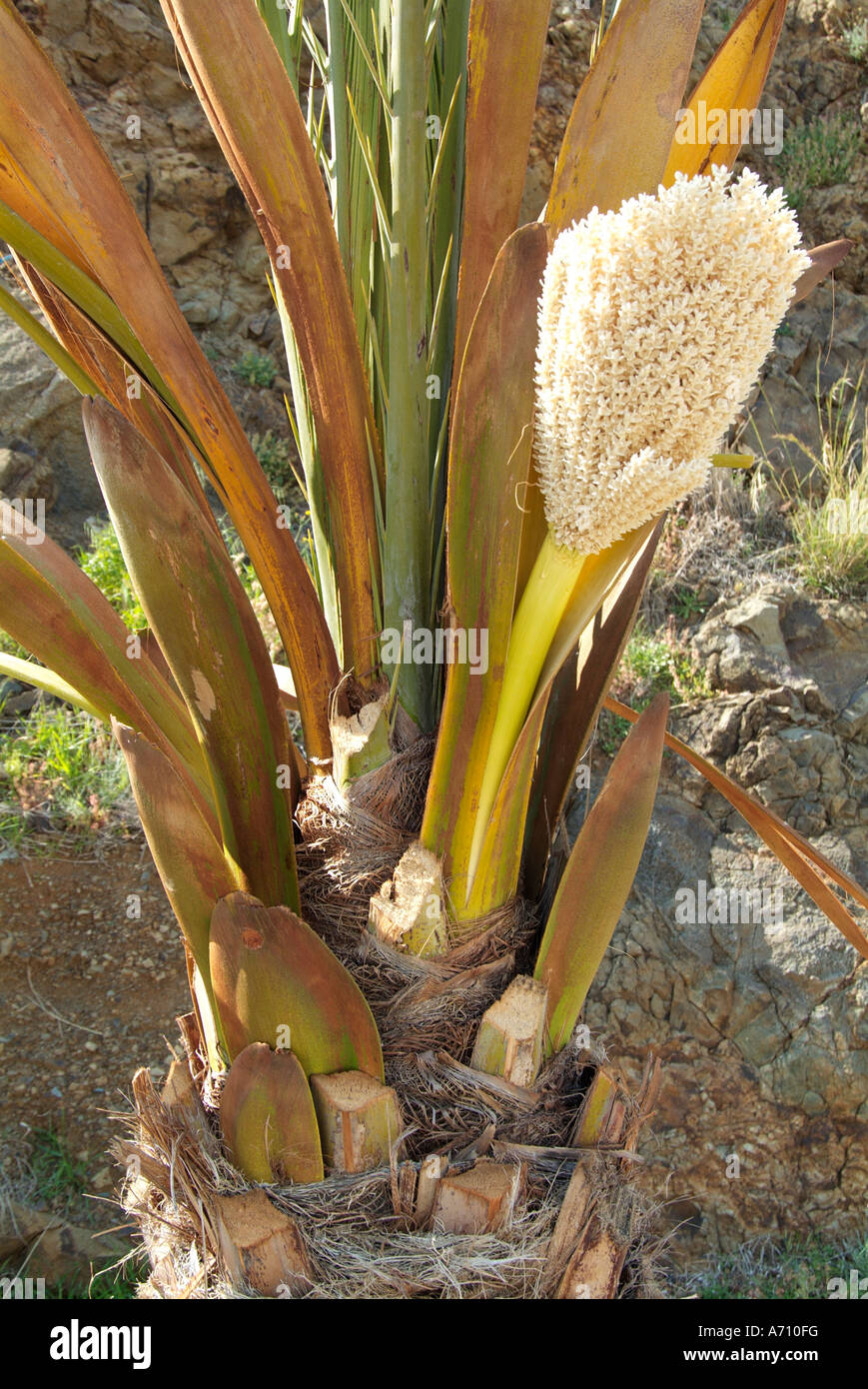 date palm flower Cyprus Cypriot Greek Greece Mediterranean travel