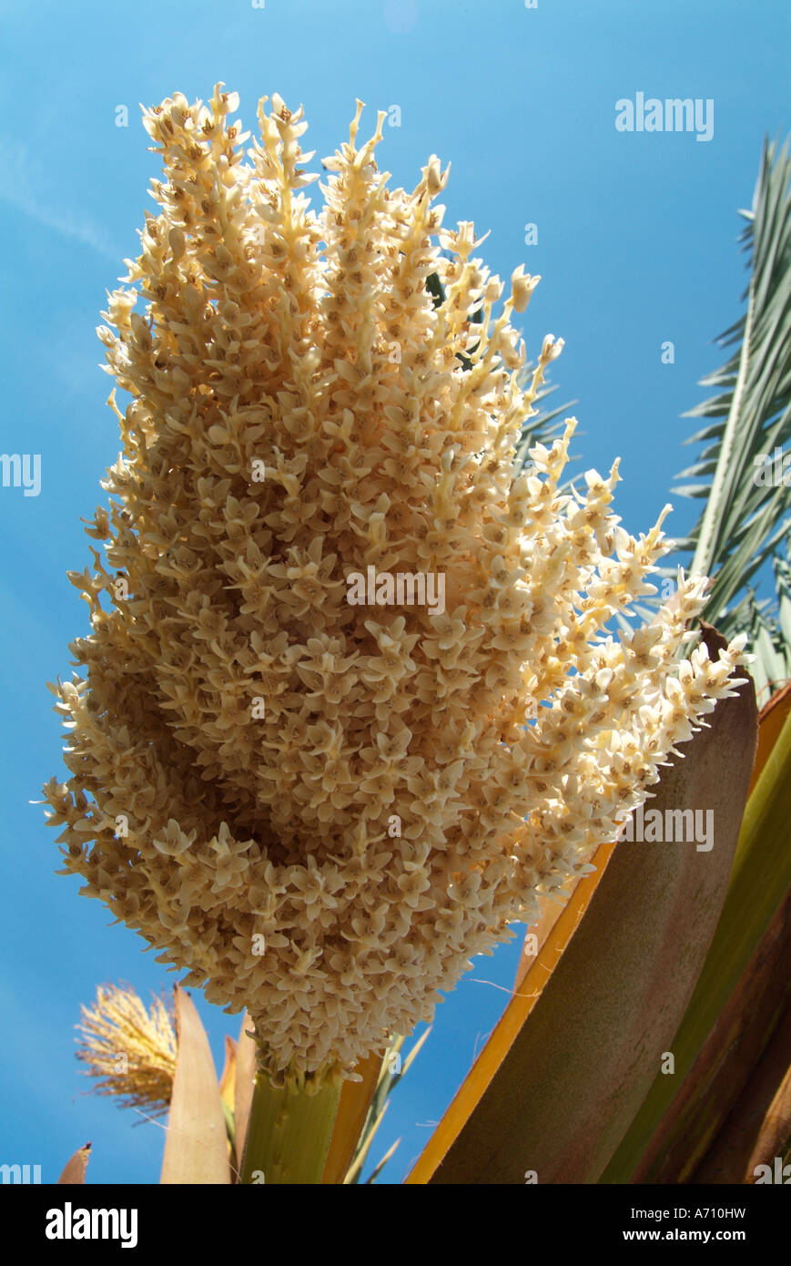 date palm flower Cyprus Cypriot Greek Greece Mediterranean travel
