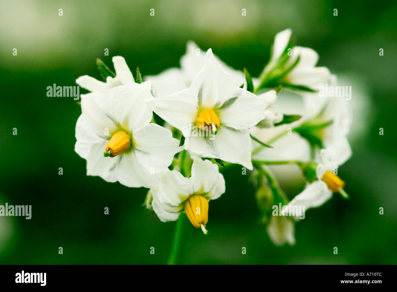Flourishing potato field Stock Photo