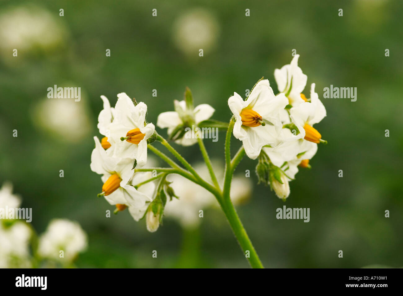 Flourishing potato field Stock Photo
