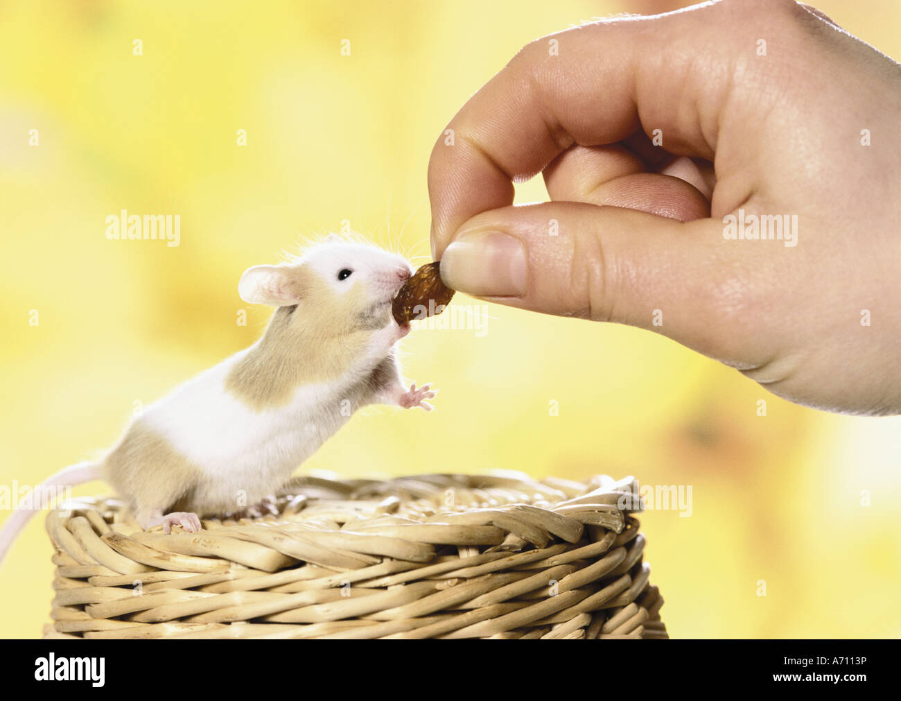 mouse getting raisin Stock Photo Alamy