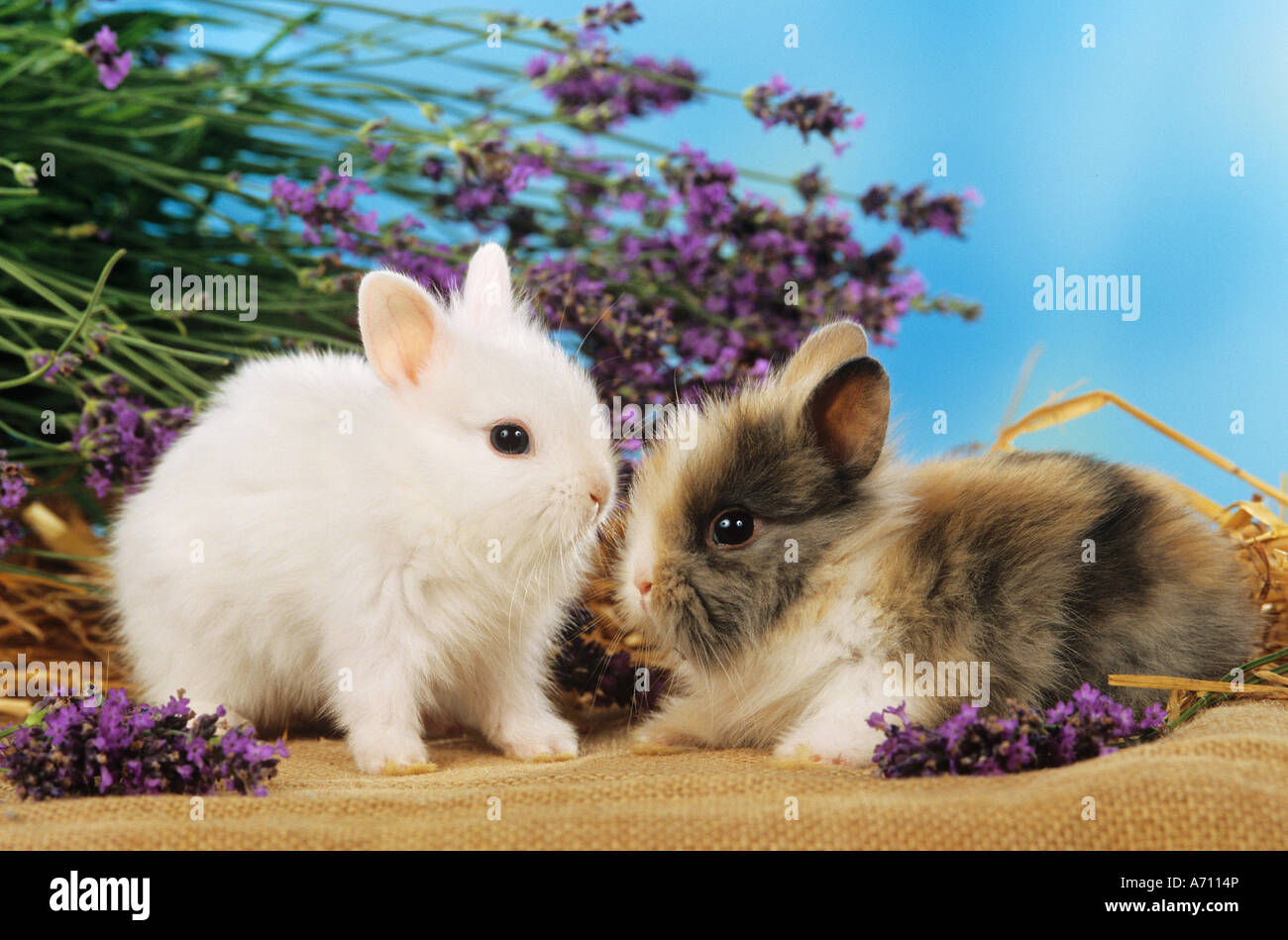 two young pygmy rabbits between flowers / Sylilagus idahoensis / Brachylagus idahoensis Stock Photo