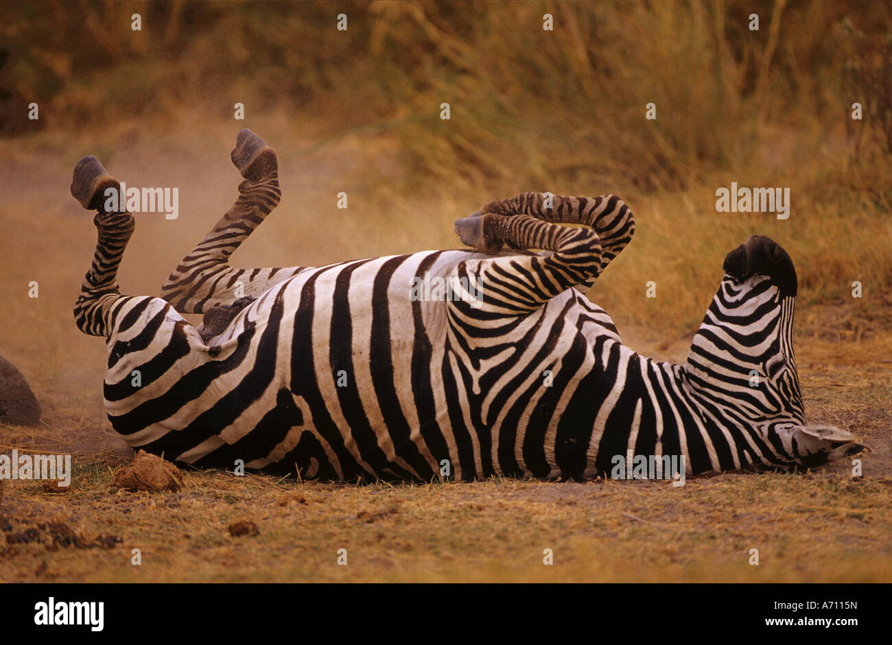 Burchellzebra hi-res stock photography and images - Alamy