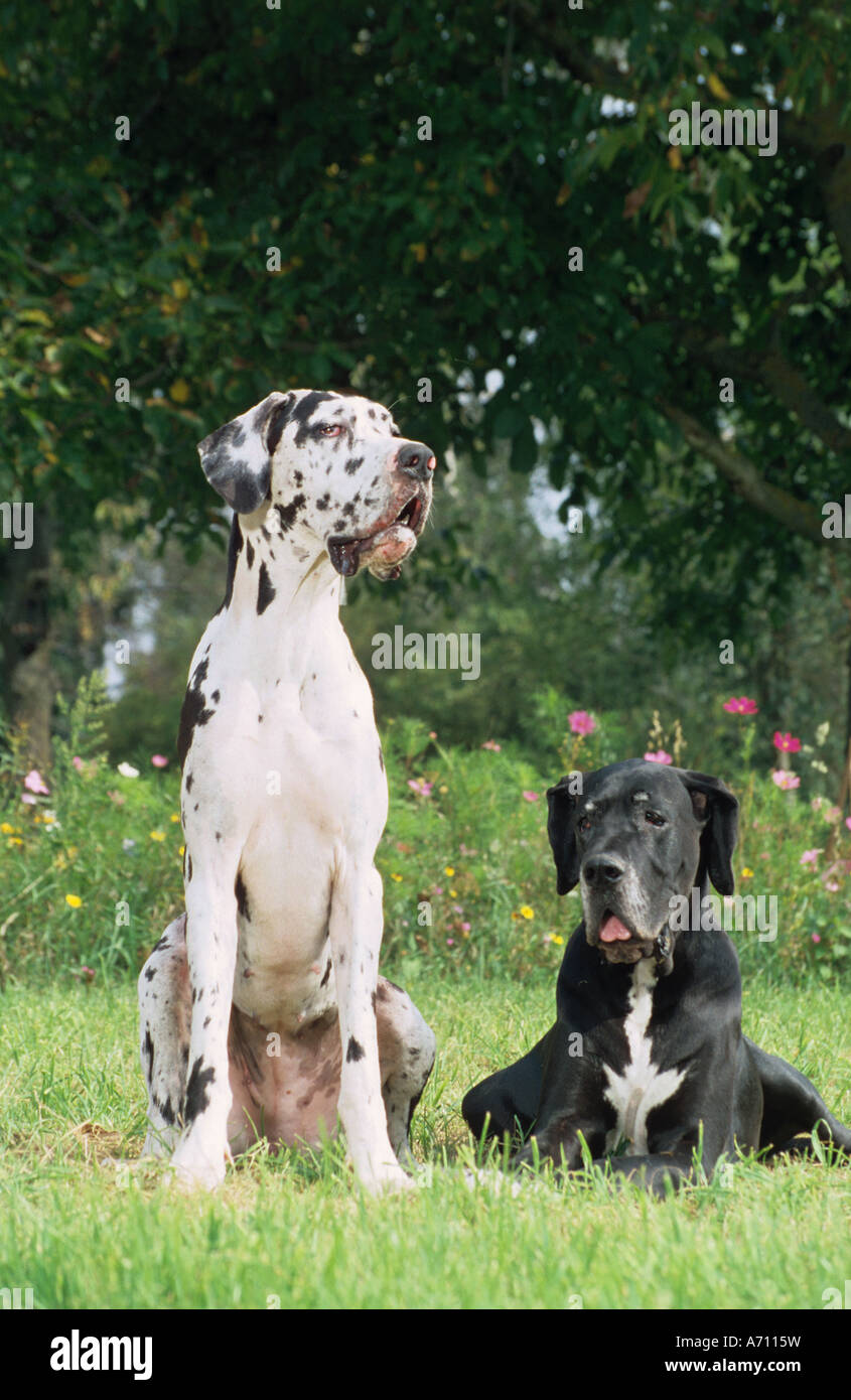 two Great Danes on meadow Stock Photo Alamy