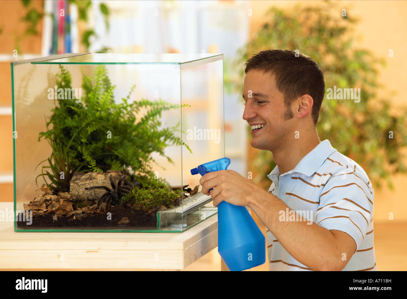 young man in front of terrarium with tarantulas - bird-eating spiders Stock Photo