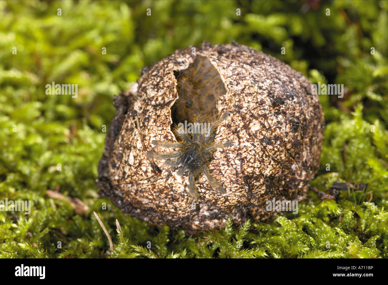 young bird spiders hatching out of a cocoon Stock Photo