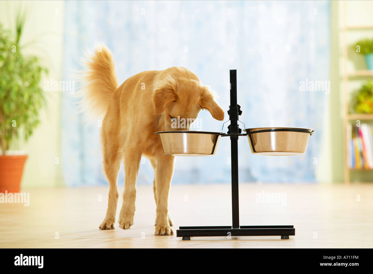 half breed dog eating out of a bowl which is adjustable for height