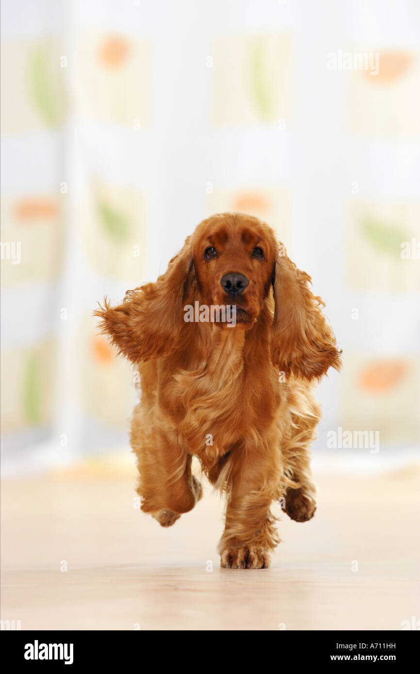 Cocker Spaniel running frontal Stock Photo