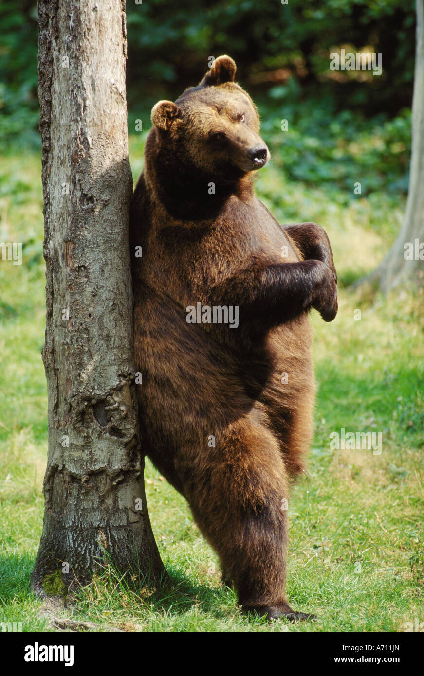 brown bear scraping against a tree Ursus arctos Stock Photo