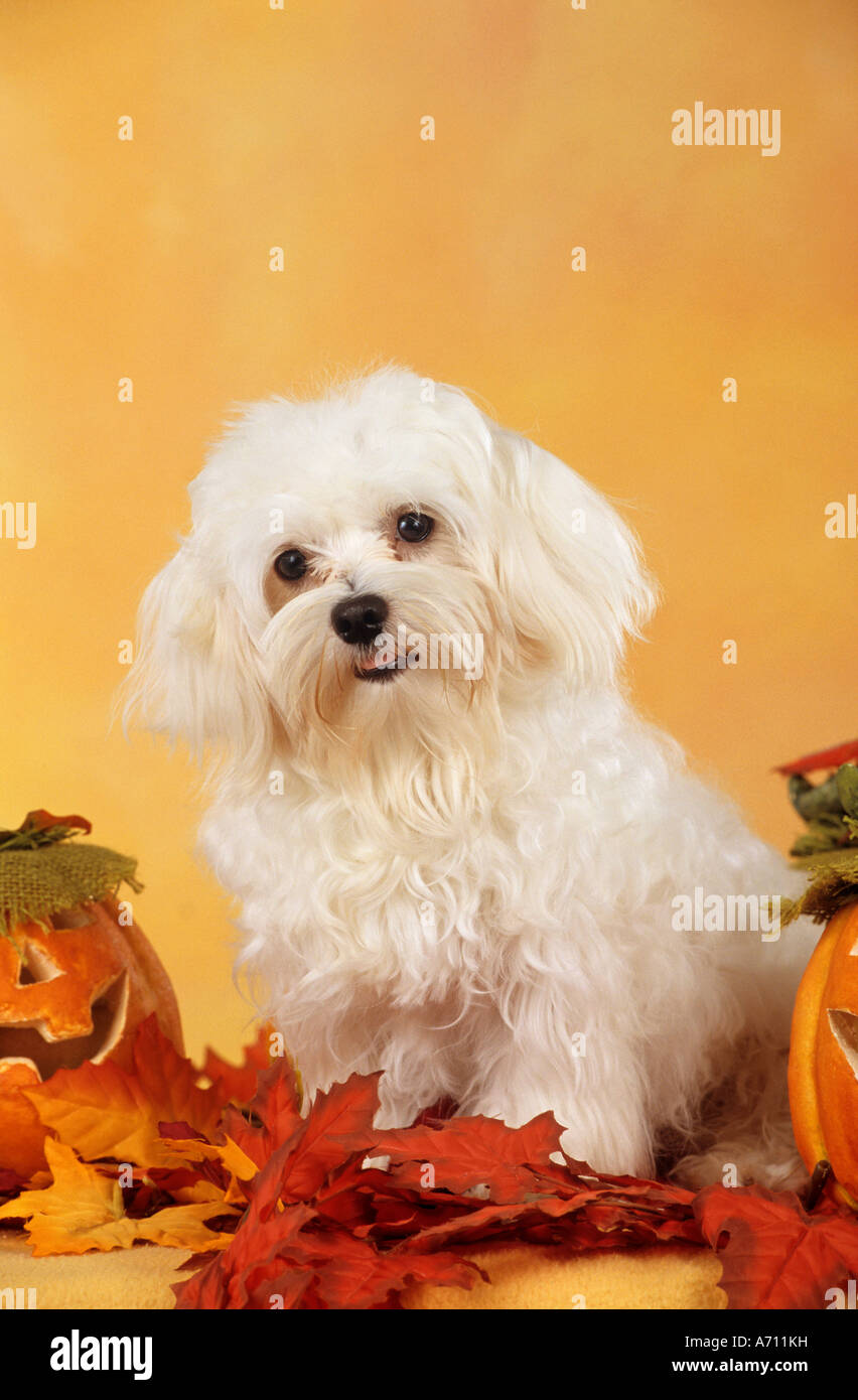 Maltese dog - sitting between foliage Stock Photo