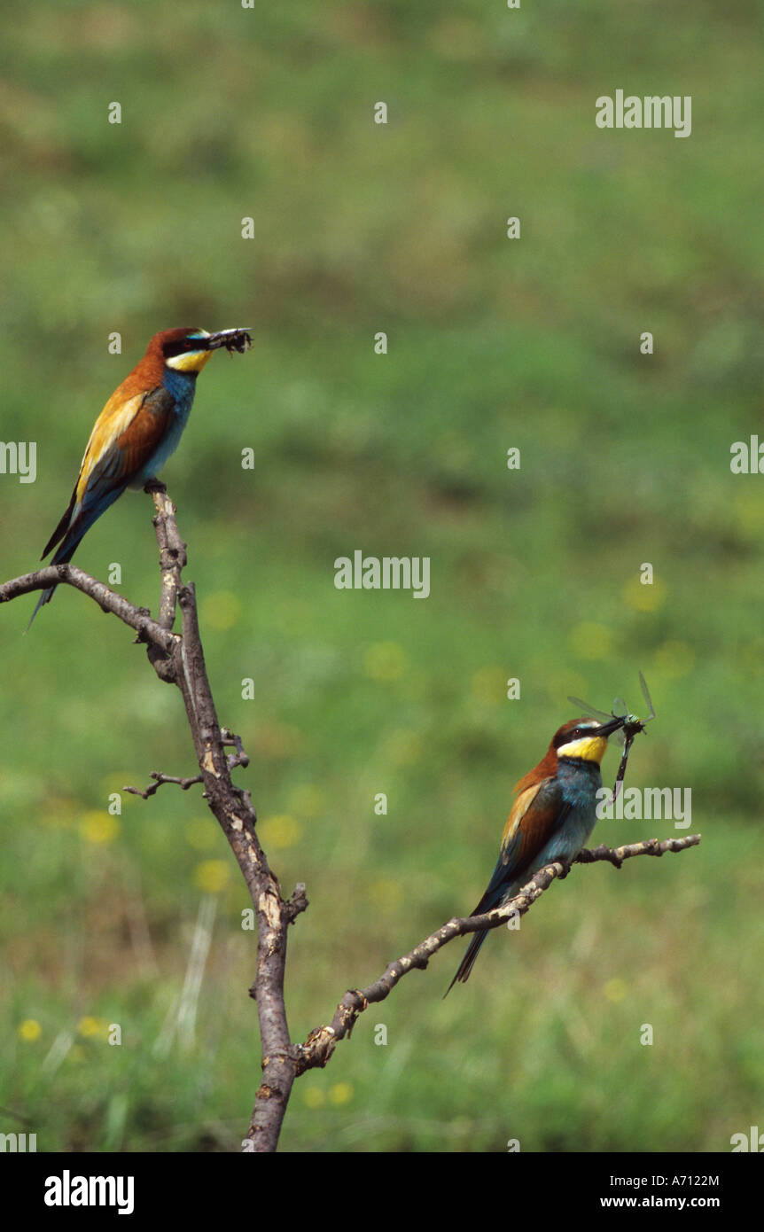 two European bee-eater - with insects Stock Photo