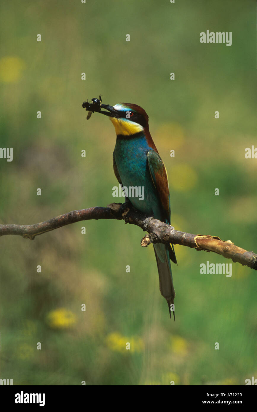 European bee-eater with bee / Merops apiaster Stock Photo