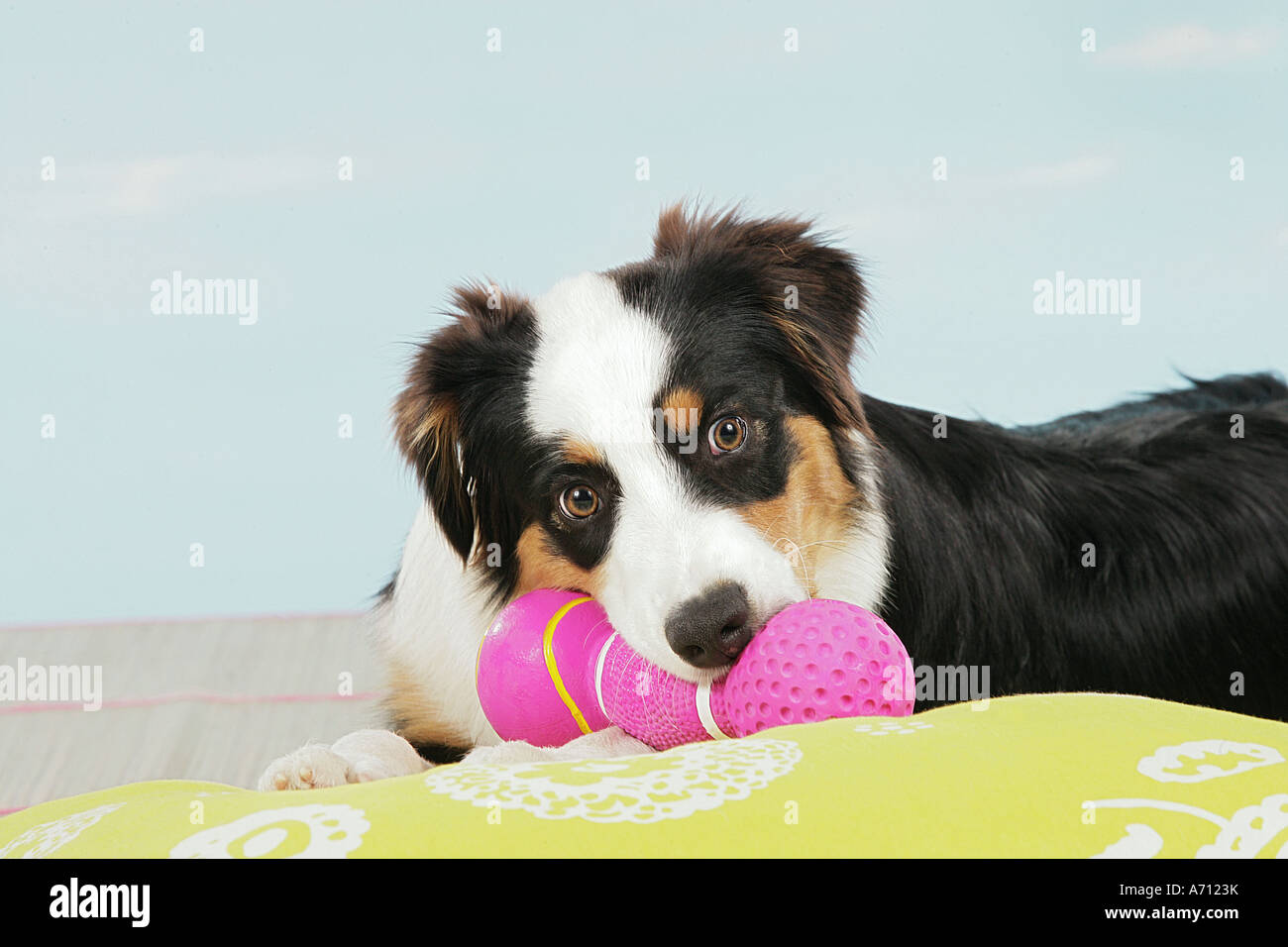 Australian shepherd puppy - with toy Stock Photo