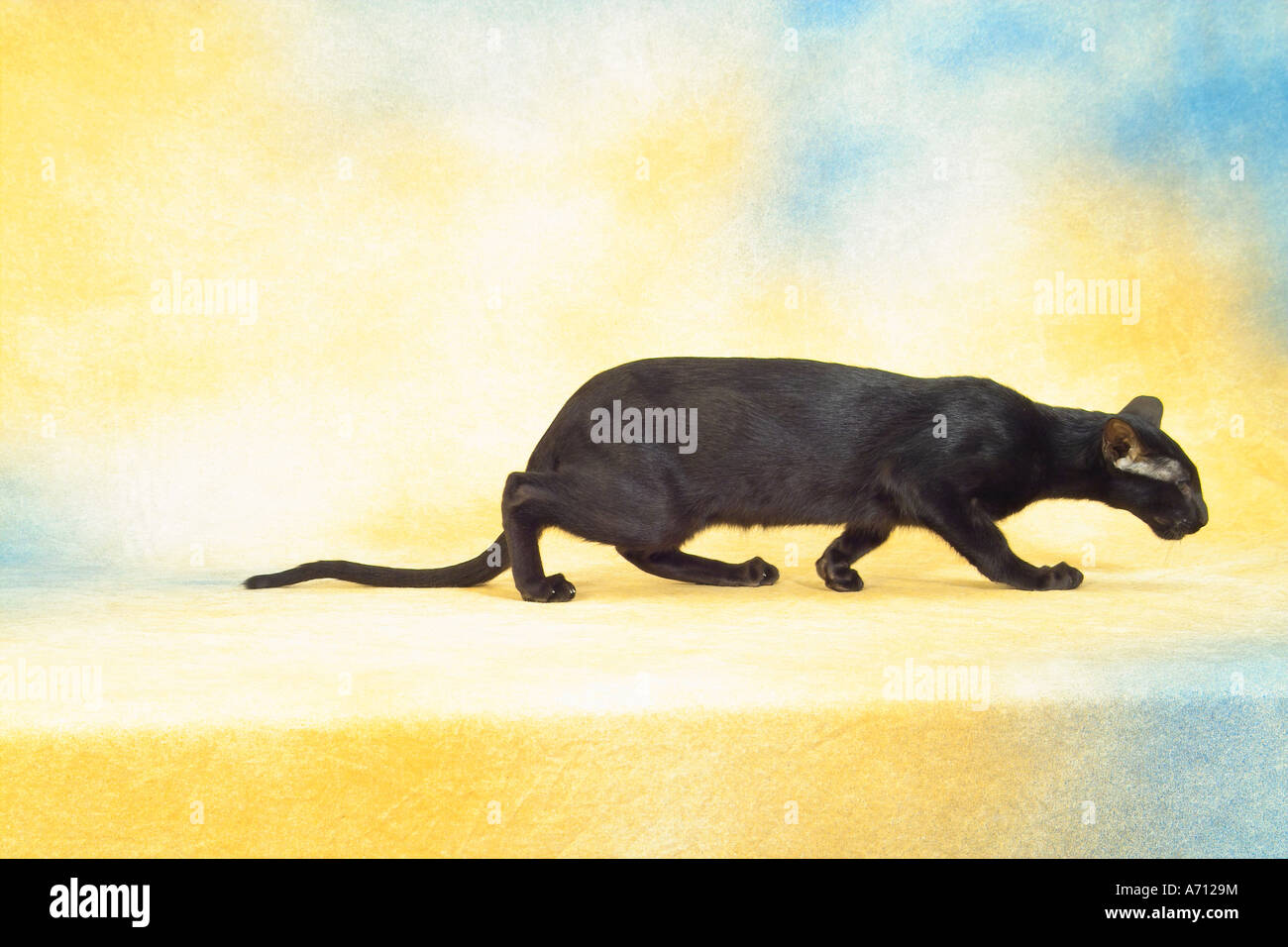 Oriental Shorthair walking cut out Stock Photo Alamy