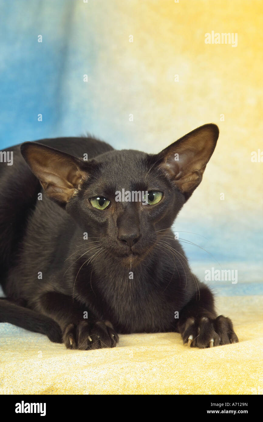 Oriental Shorthair Cats Stock Photos Oriental Shorthair Cats