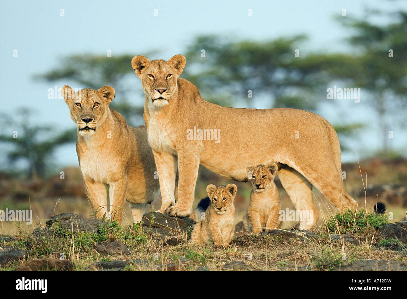 African Lion (Panthera leo). Two lionesses with cubs Stock Photo - Alamy