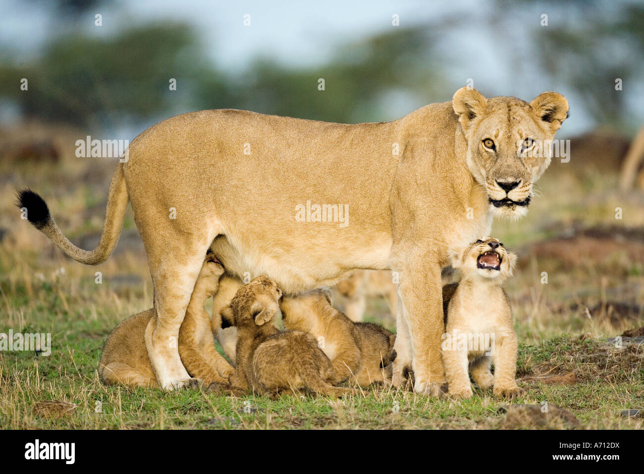 lioness with cubs / Panthera leo Stock Photo - Alamy