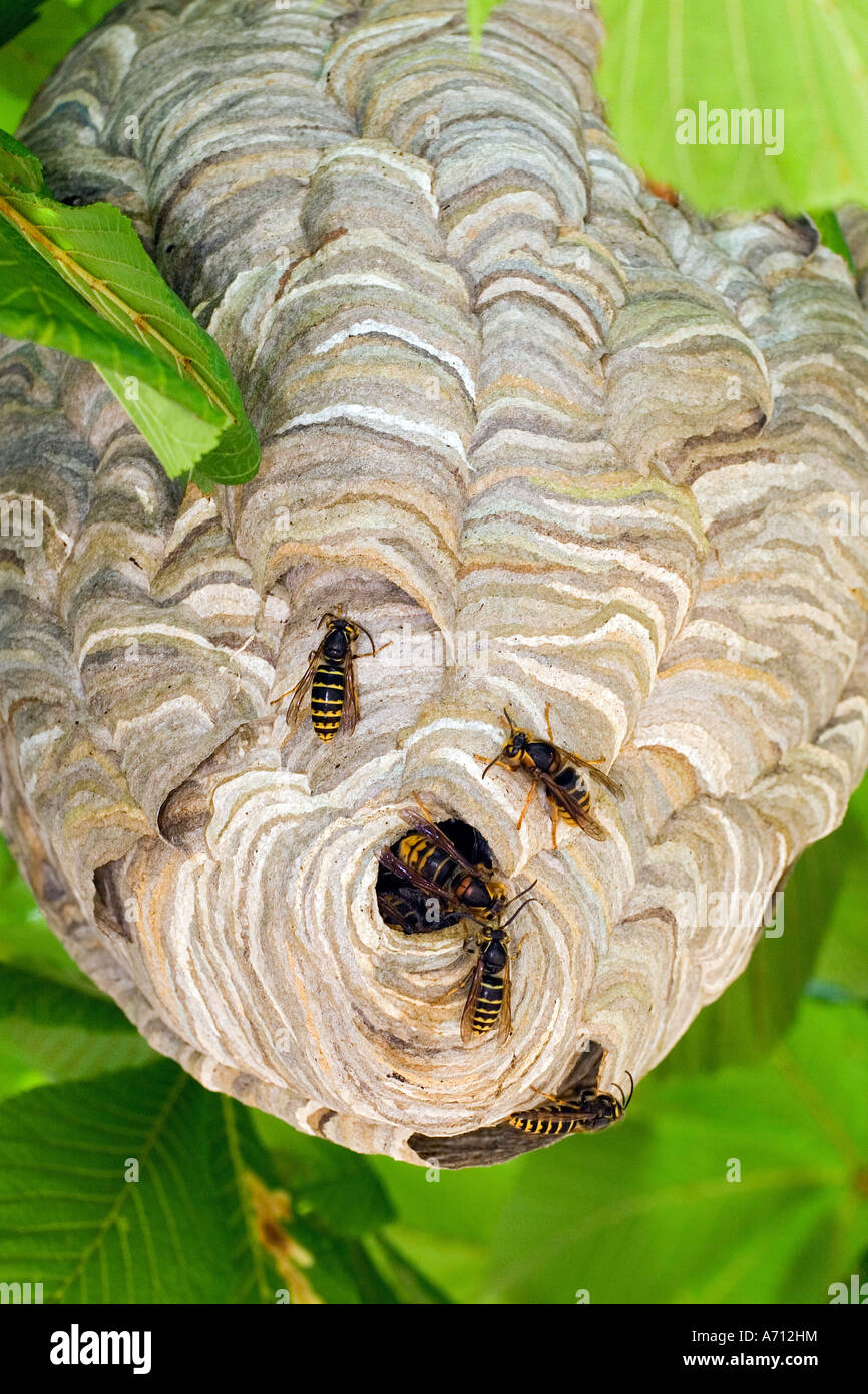 Median Wasp (Dolichovespula media), nest in a tree. Germany Stock Photo