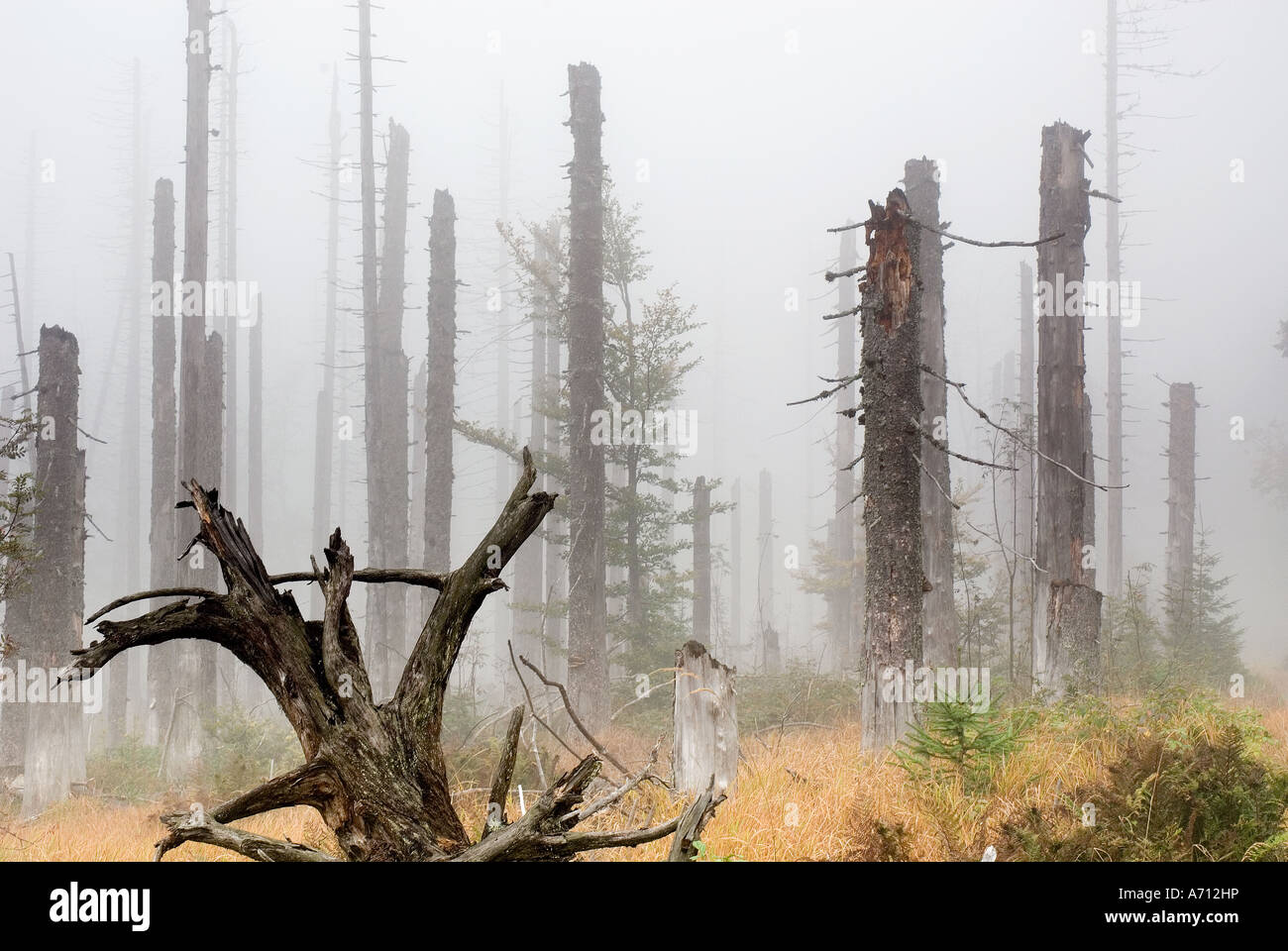 forest damaged by bark beetle / Ips typographus Stock Photo