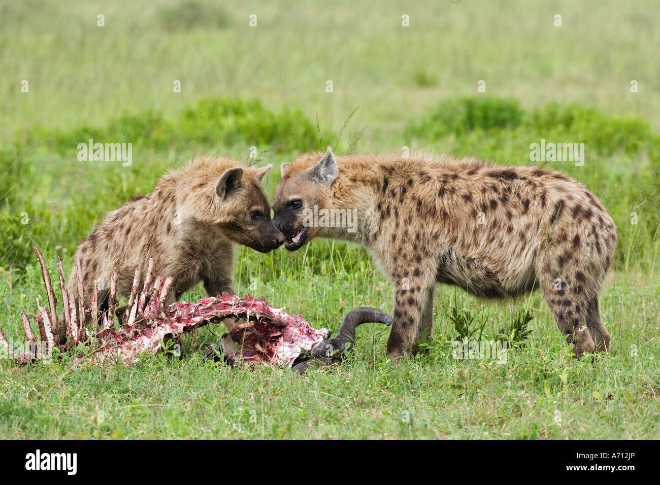 two spotted hyenas at prey / Crocuta crocuta Stock Photo