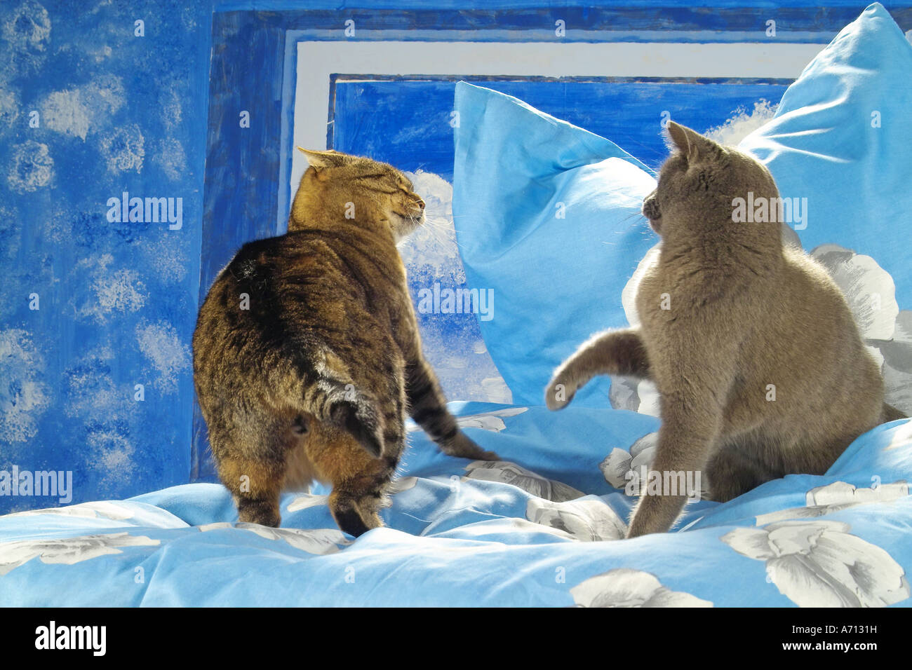 two cats fighting Stock Photo Alamy