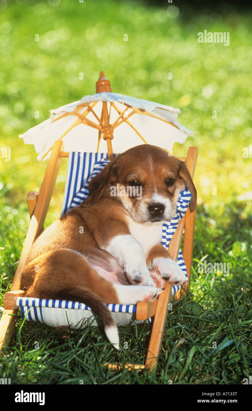 half breed puppy lying in deck chair Stock Photo