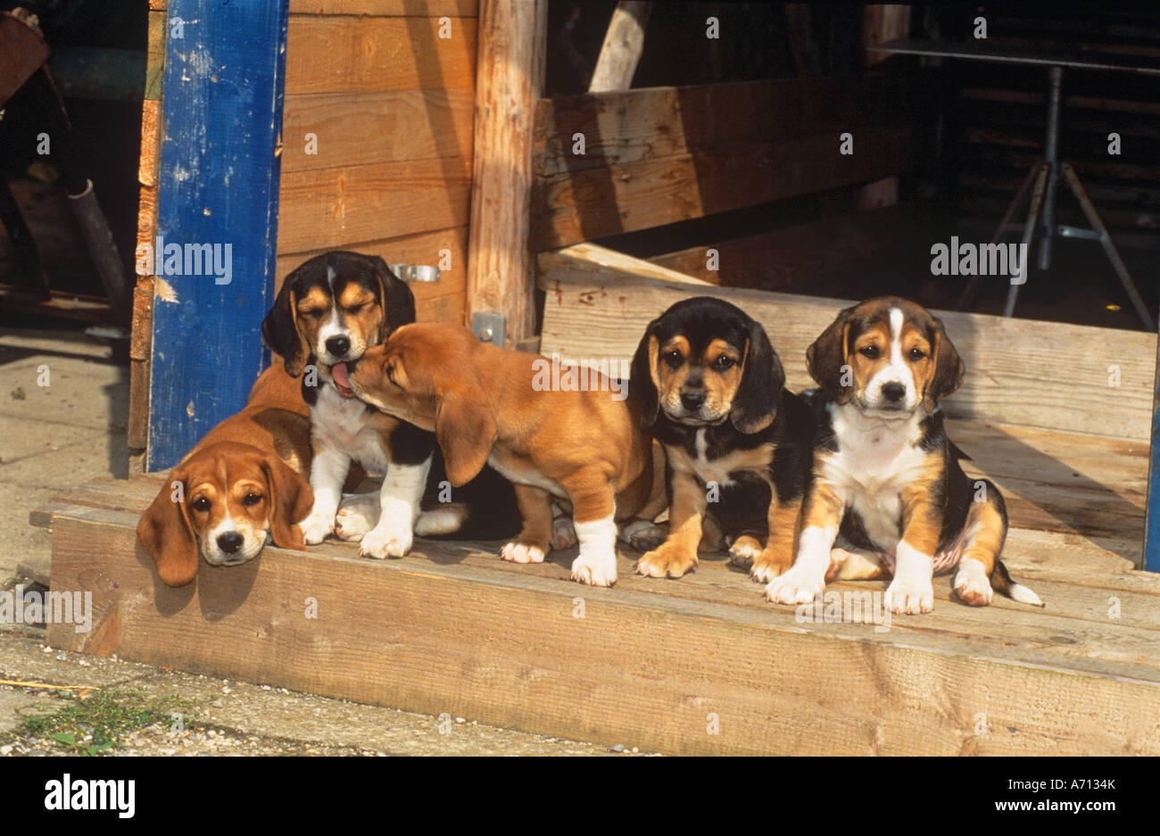five half breed dog puppies Stock Photo