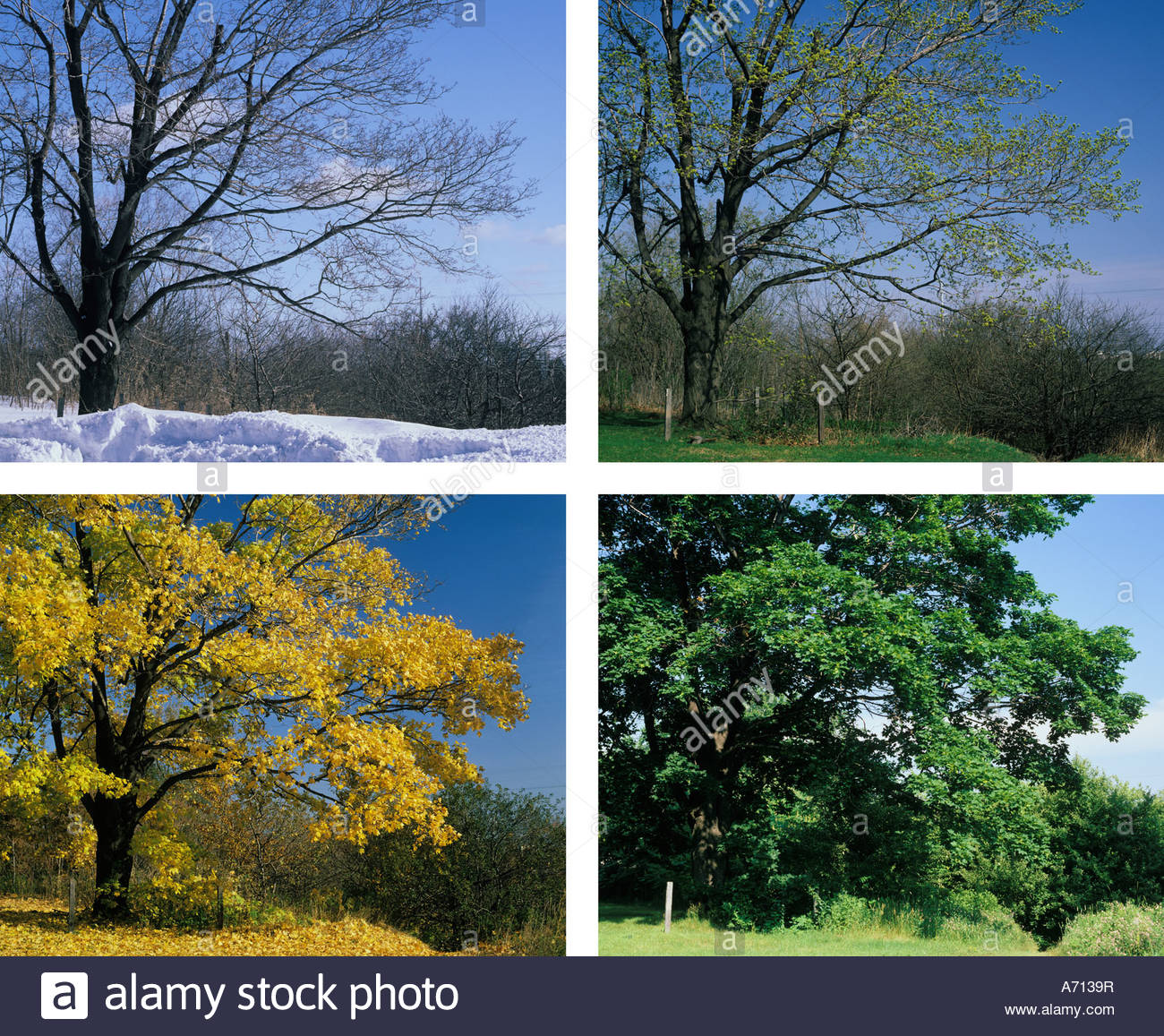 Spring Summer Fall Winter High Resolution Stock Photography and Images