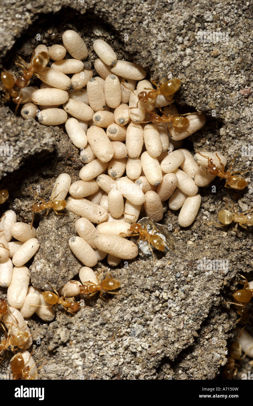 red ants nest