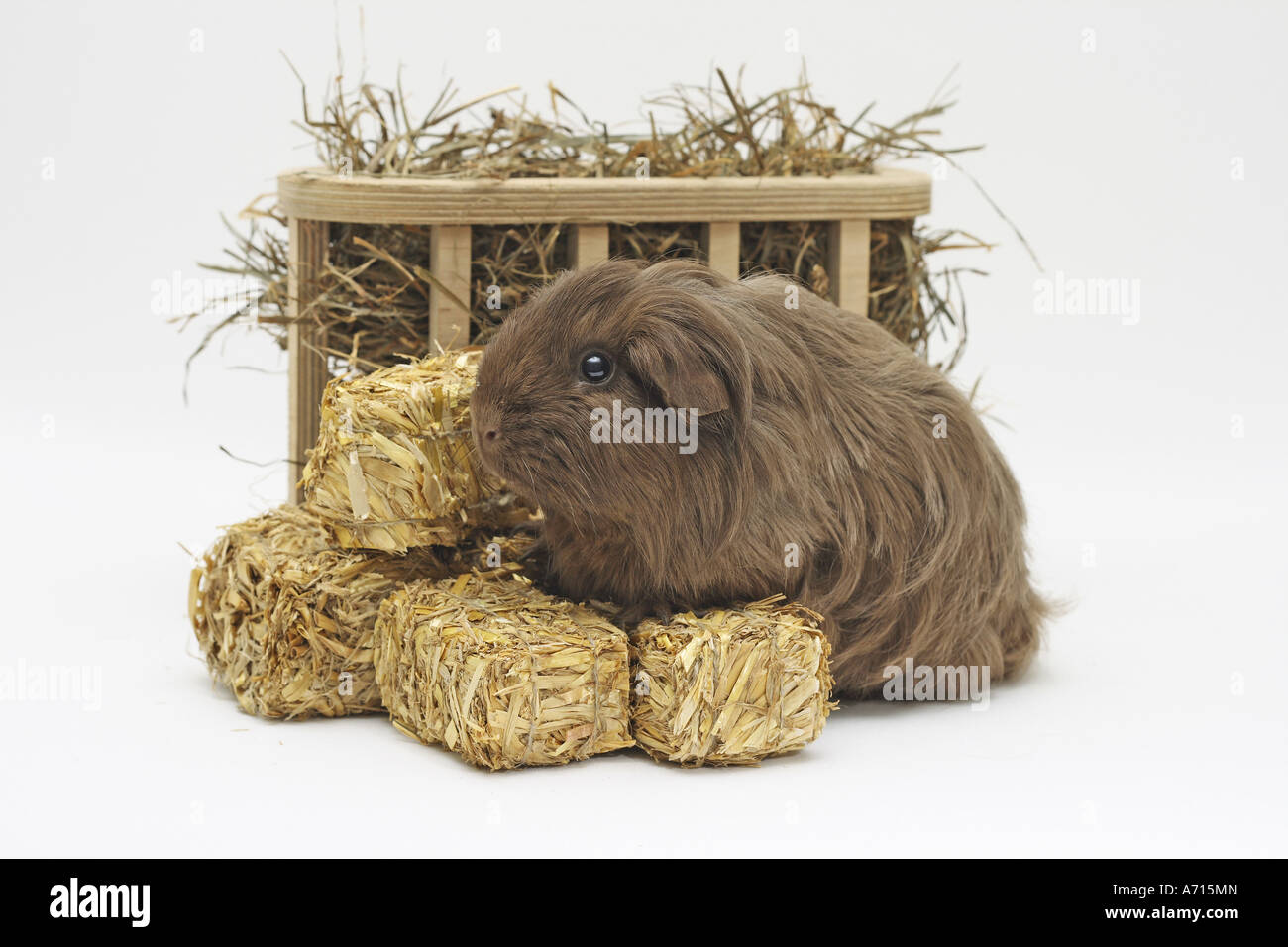 Sheltie guinea pig with bale of straw Stock Photo - Alamy