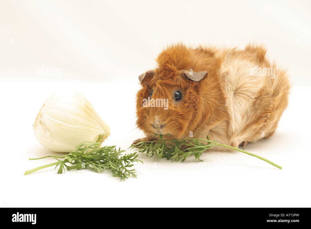 rosette guinea pig with fennel and parsley Stock Photo Alamy