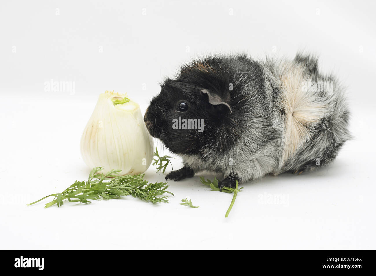 Picture of rosette guinea pig with fennel and parsley Stock Photo - Alamy