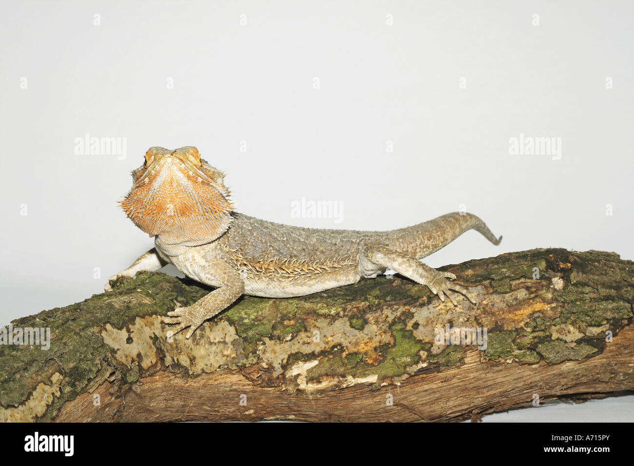 bearded-dragon-pogona-spp-stock-photo-alamy
