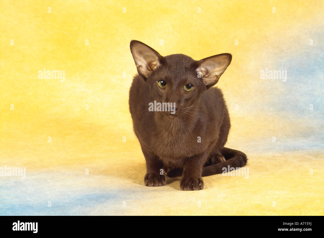 Oriental Shorthair Cat Sitting Cut Out Stock Photo 11689877