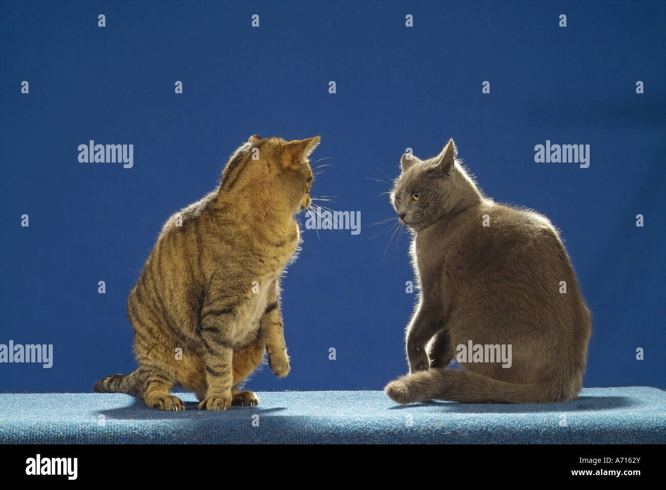 two cats - fighting Stock Photo