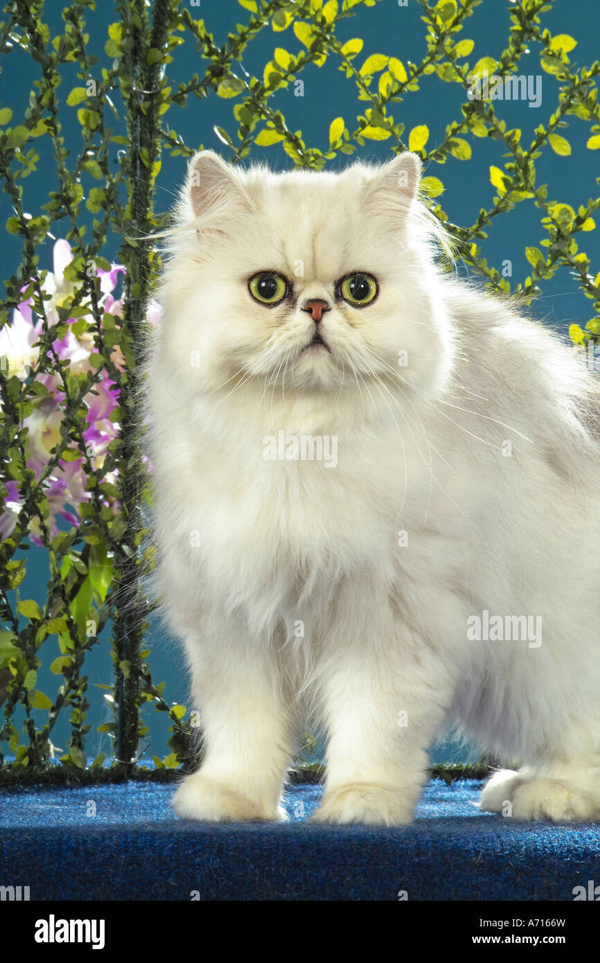 Persian cat - standing Stock Photo - Alamy