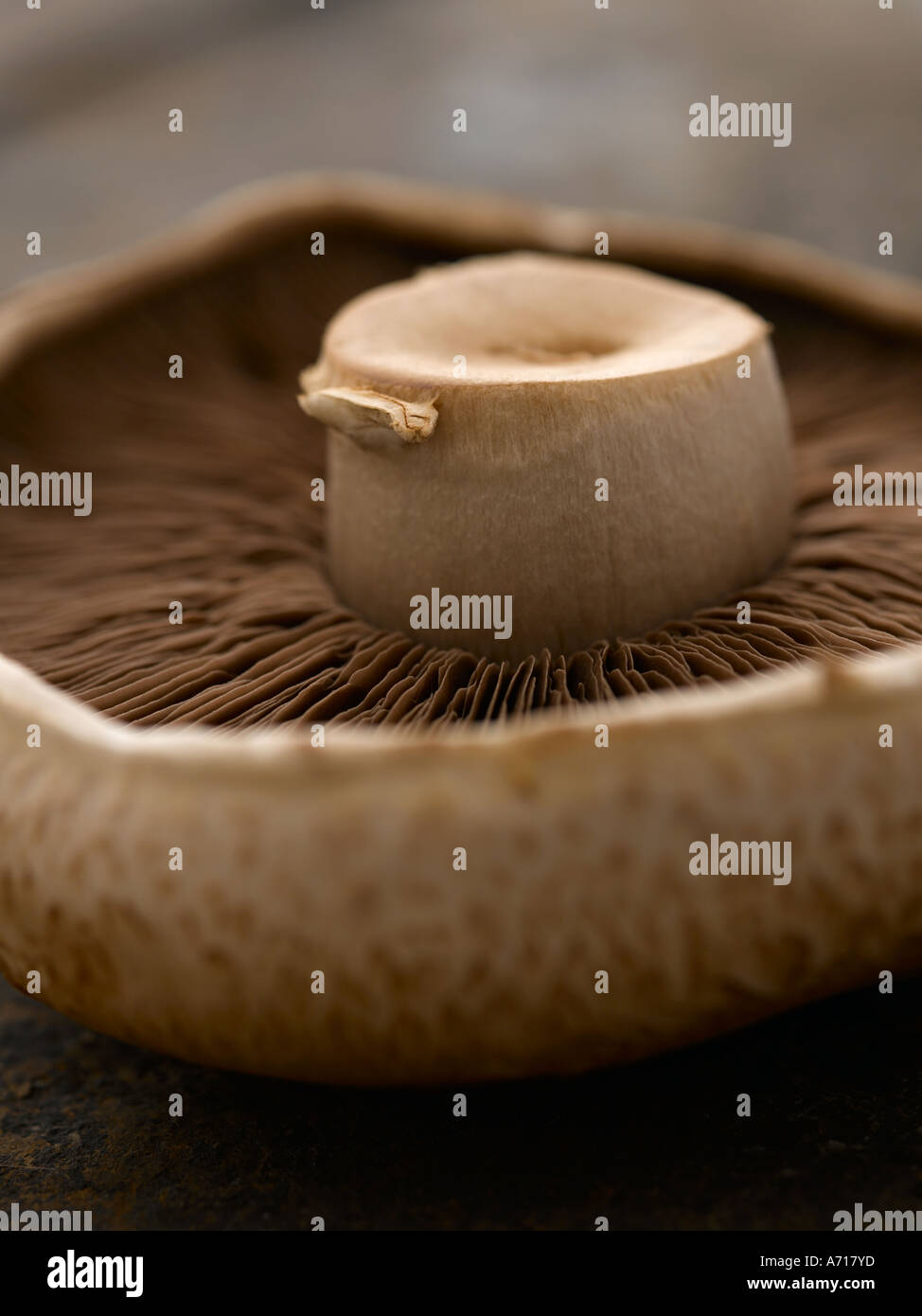 Portobello mushroom - high end Hasselblad 61mb digital image Stock Photo