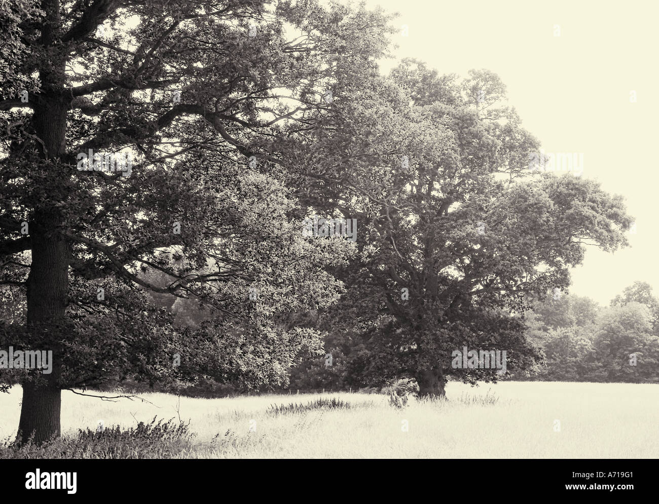 Black white trees in hi-res stock photography and images - Alamy