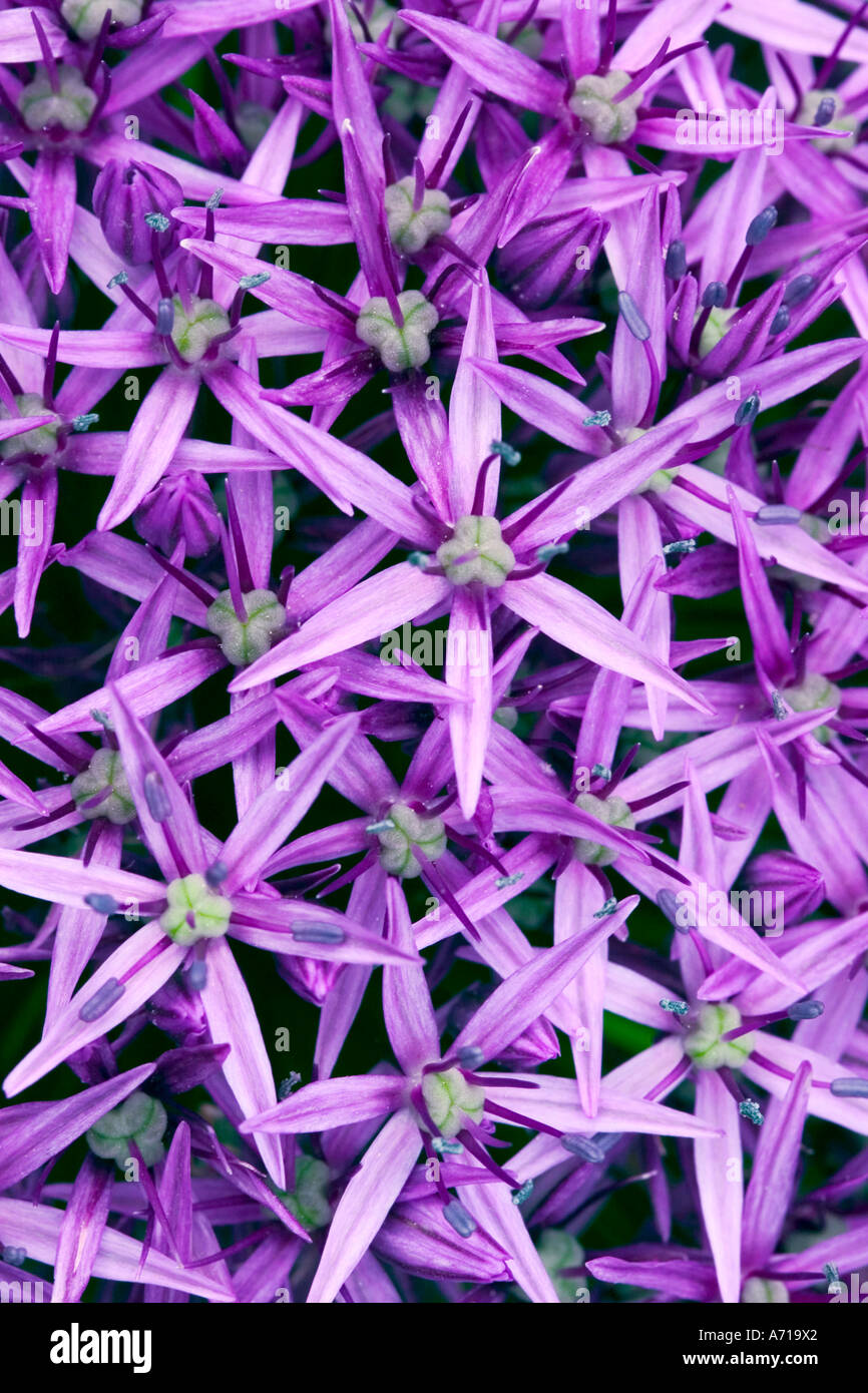 Close up full bleed shot of Allium 'purple sensation' forming an abstract pattern Stock Photo