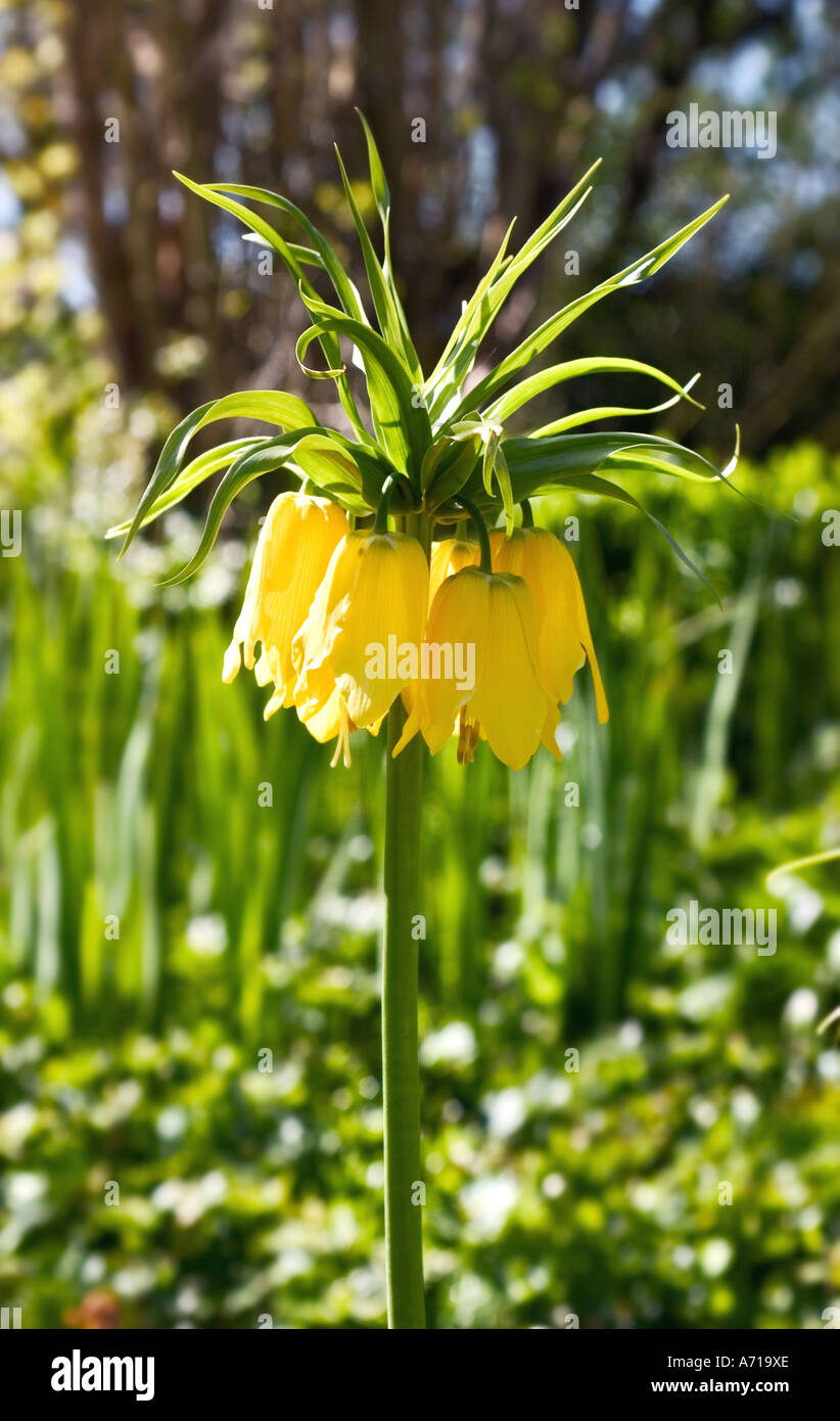 Natural shot of yellow Fritillary 'Fritillaria imperialis' flowering in late spring Stock Photo