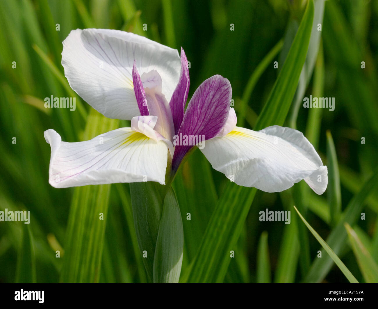 Close up shot of mauve and white Japanese water iris 'Iris ensata' in natural environment Stock Photo