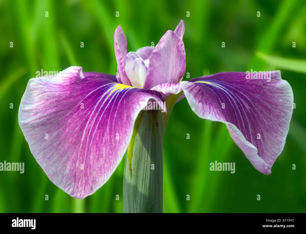 Close up shot of mauve Japanese water iris 'Iris ensata' in natural environment Stock Photo