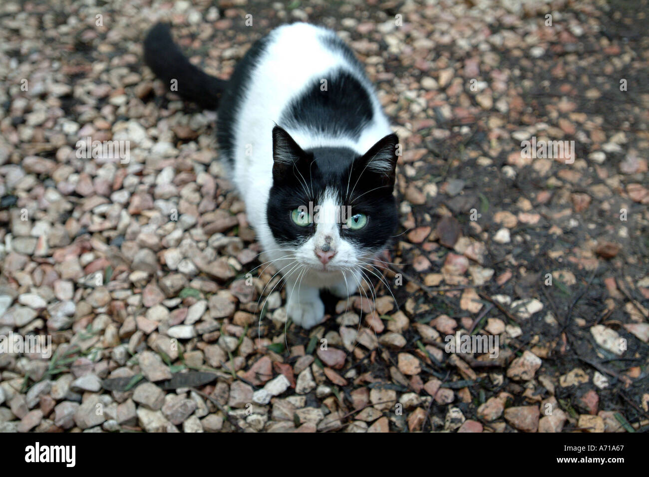 black and white stray cat Stock Photo Alamy