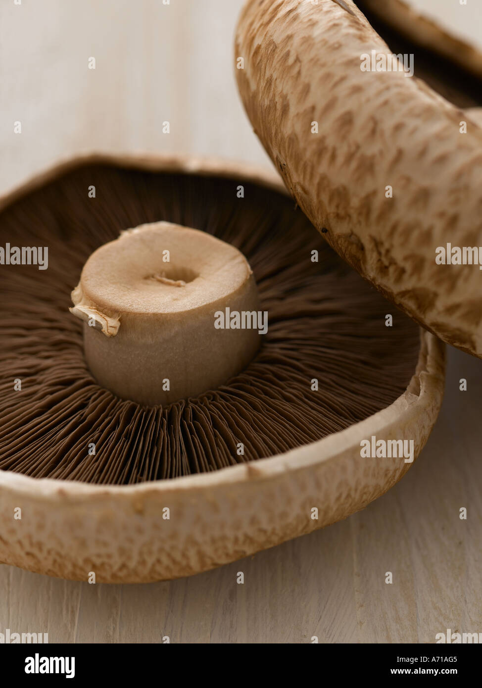 Close up large field mushroom Stock Photo
