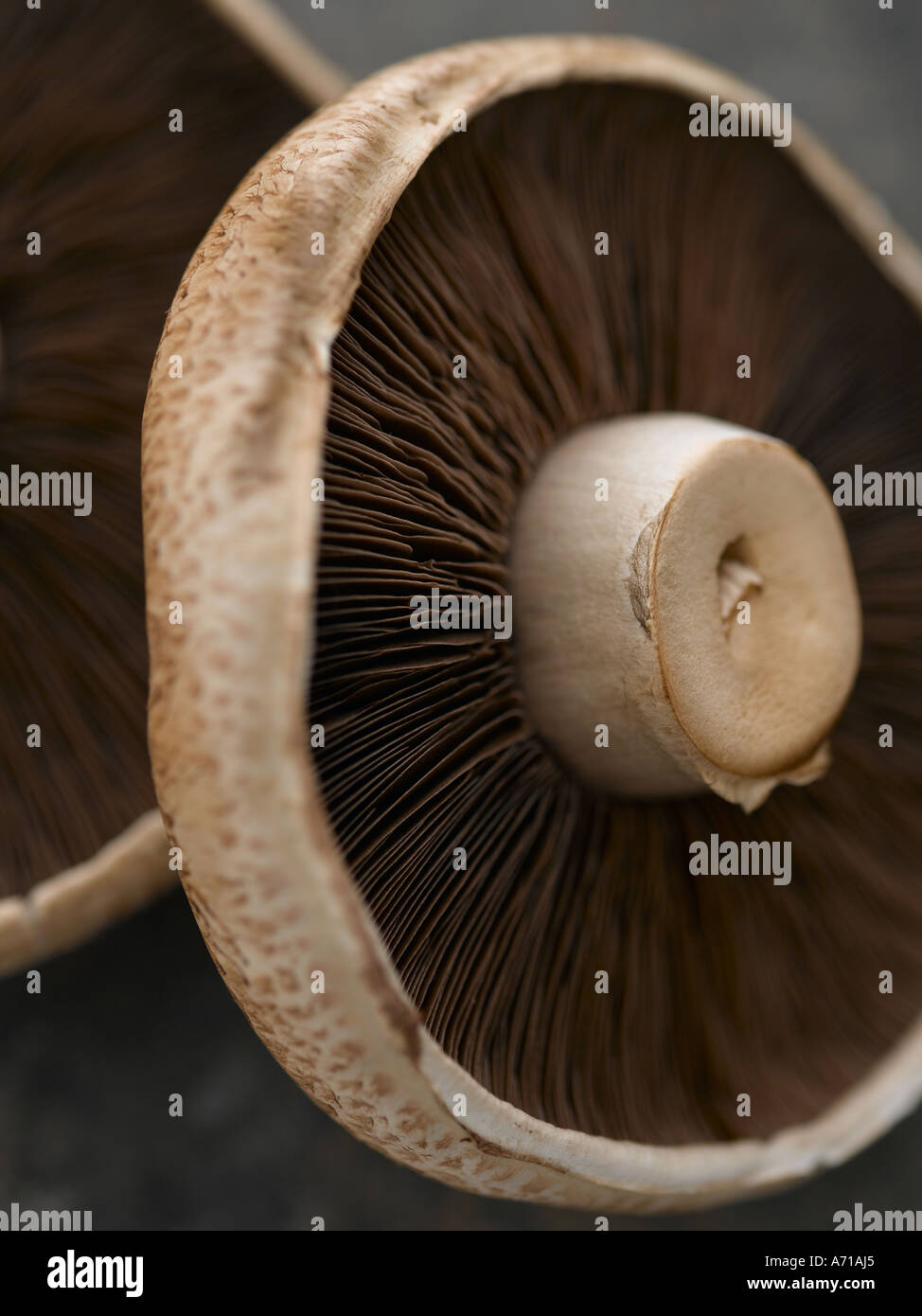Close up large field mushroom Stock Photo