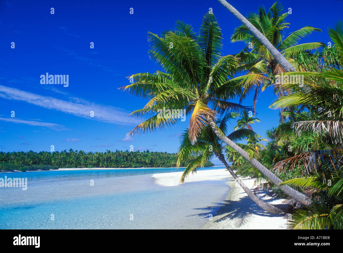 Coconut palm trees on tropical beach Aitutaki Lagoon Cook Islands South ...