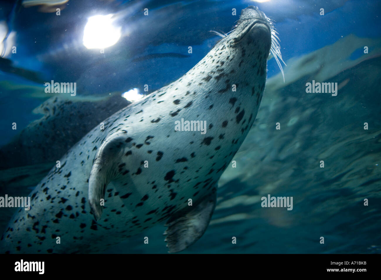 Asia China Shanghai Spotted Seal Phoca largha swimming inside glass